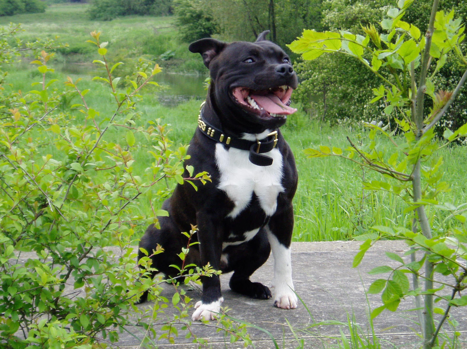 Top Show Dogs English Blue Stafforshire Top Show Dogs English Blue Stafforshire